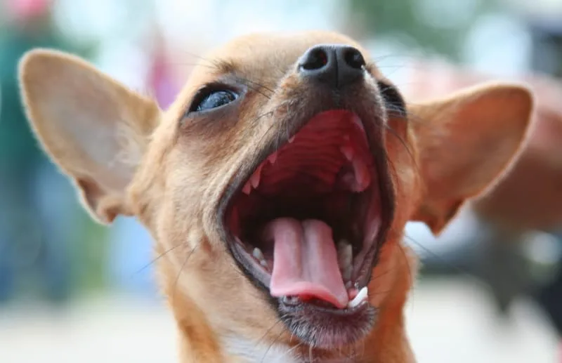 Dental Cavity in Dogs