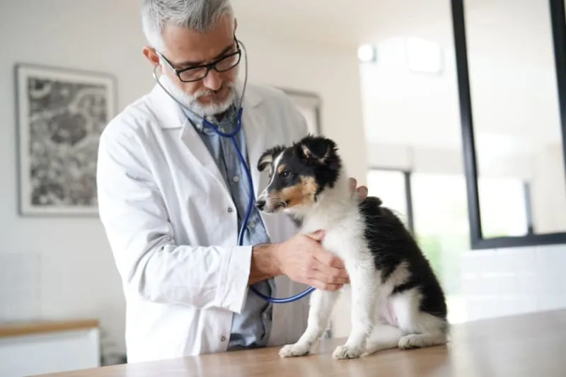 Vomiting in Dogs