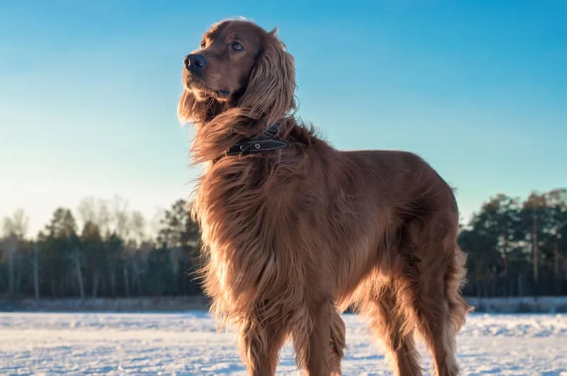 Dog Nutrition: Skin & Coat