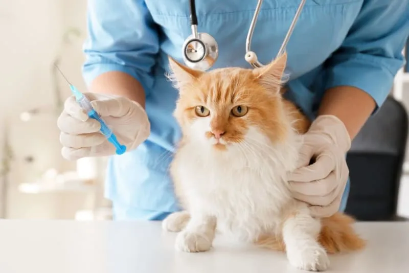 Should I Get My Indoor Cat Vaccinated?
