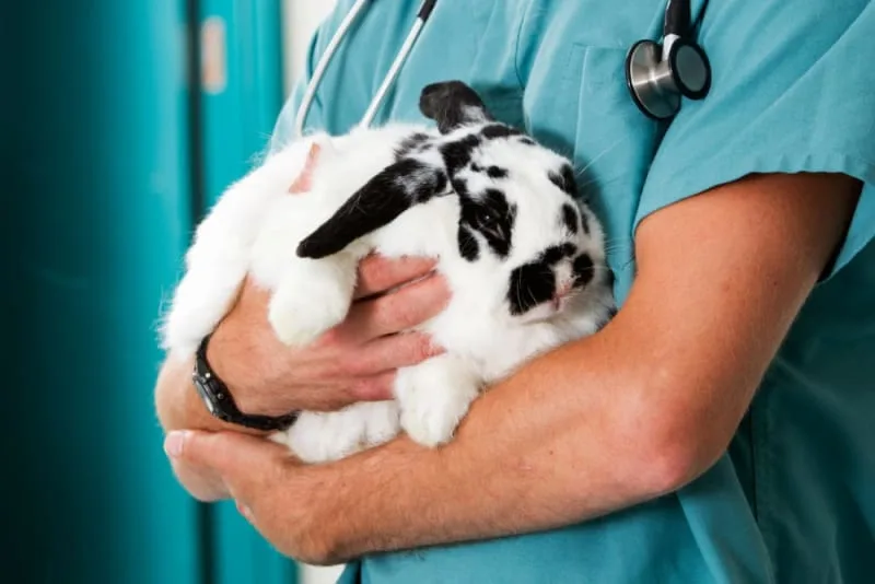 How Often Should You Take Your Bunny to the Vet?