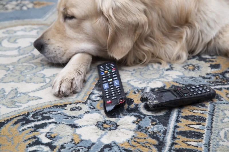 What To Do If Your Dog Is Constipated