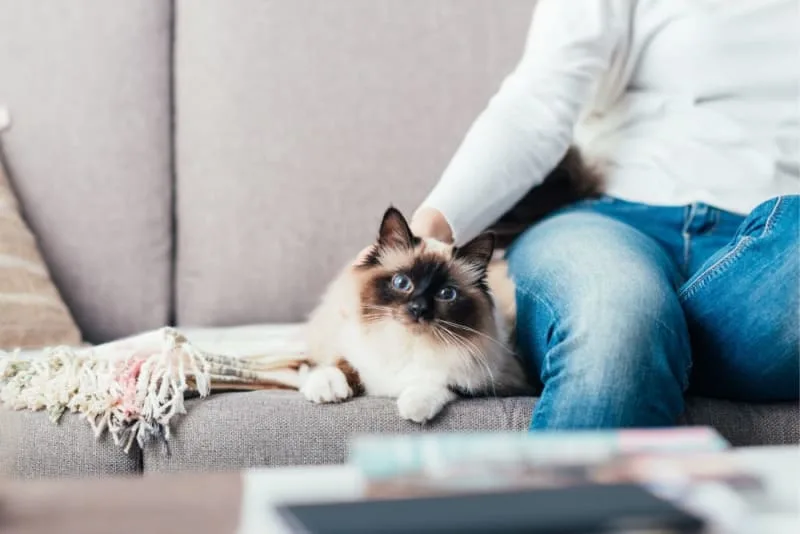 Cat Hernia Surgery