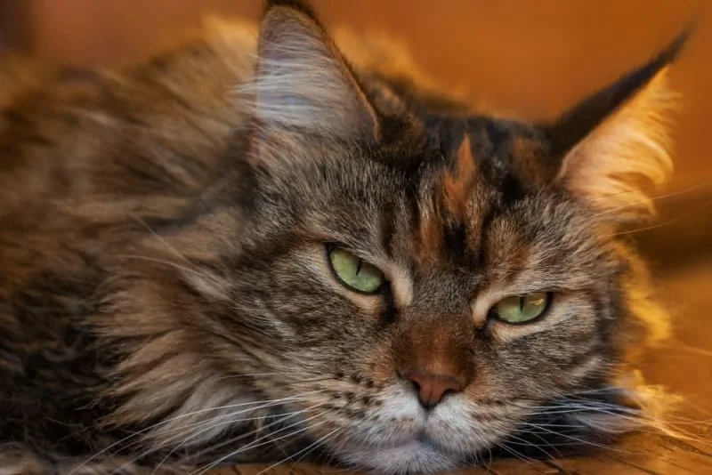 Feline Leukemia