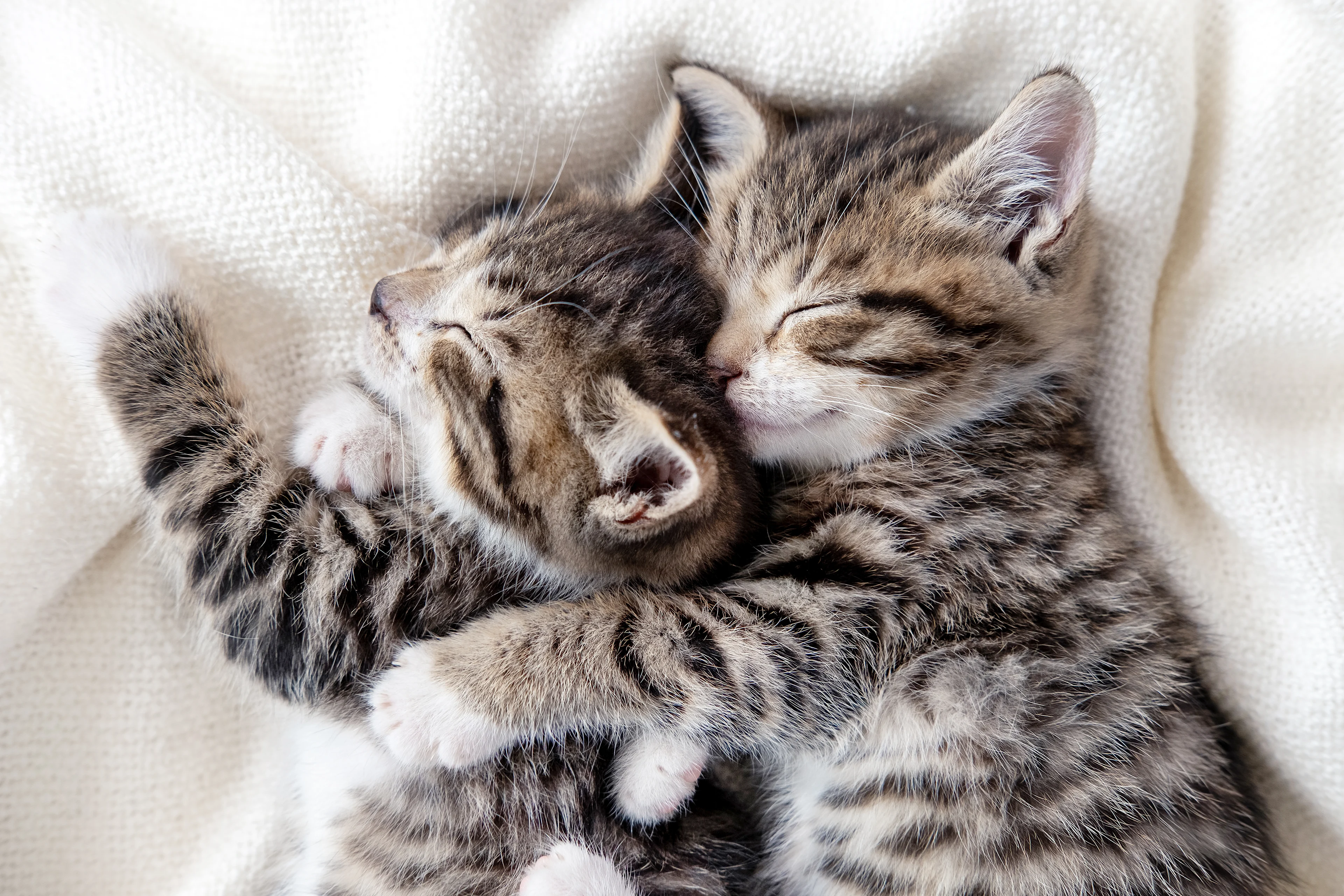 Two small striped domestic kittens sleeping hugging each other