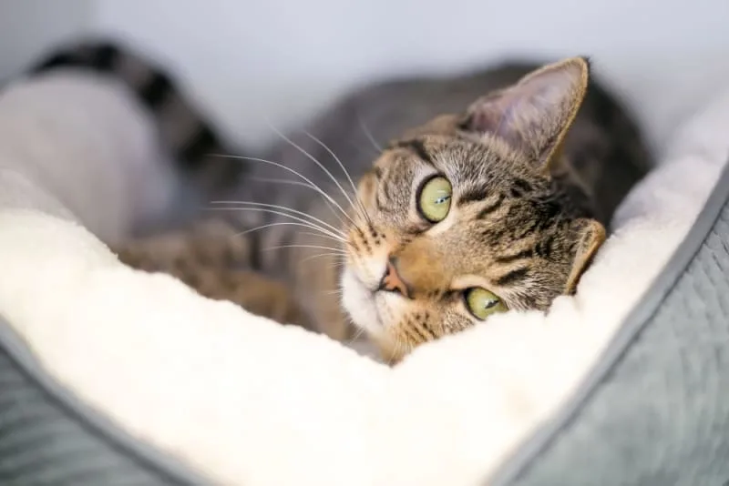 Can cats have asthma?