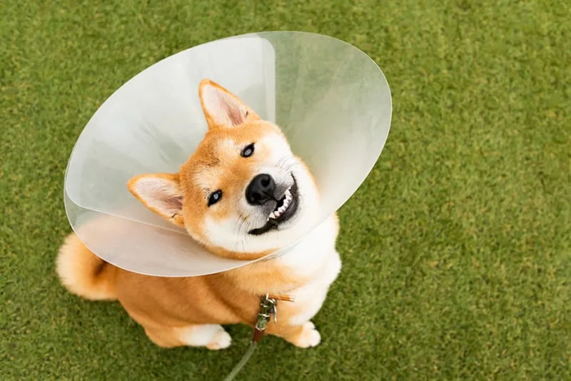 Dog Surgery - What You Need to Know