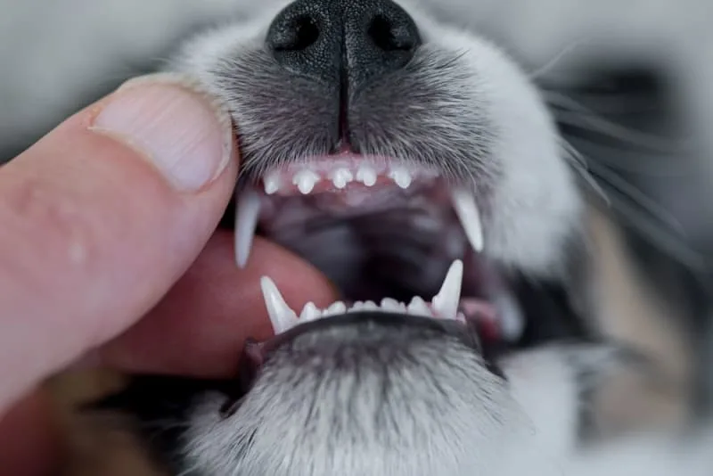 Periodontal Disease in Dogs - How to Stop and Prevent Periodontal Disease in Dogs