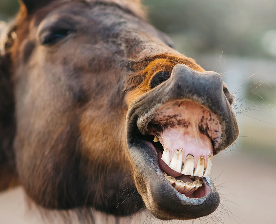 brown horse winnying