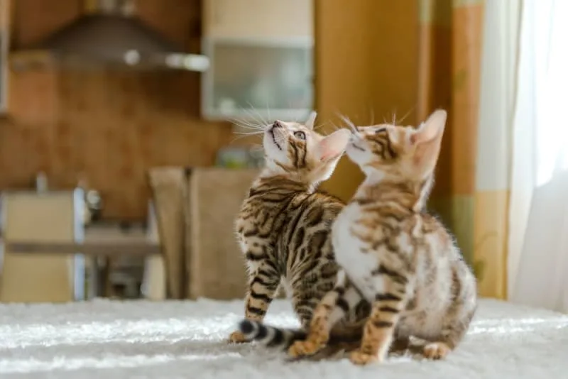Symptoms of Parvovirus in Cats