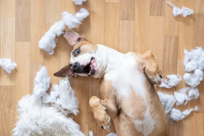 Why Dogs Chew and How To Stop Them