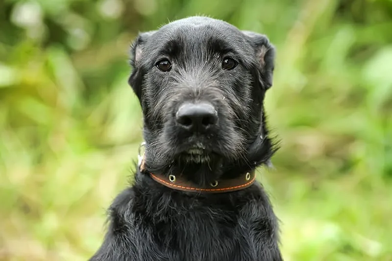 Preventing Heartworm Disease in Pets