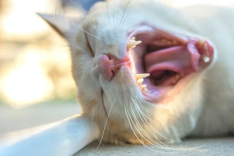 Gingivitis & Your Cat's Oral Health
