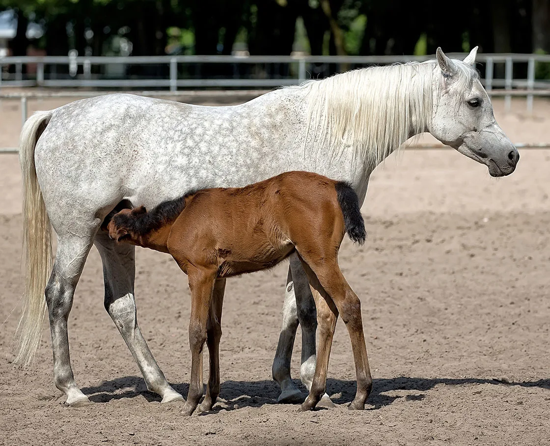 white mare with foal