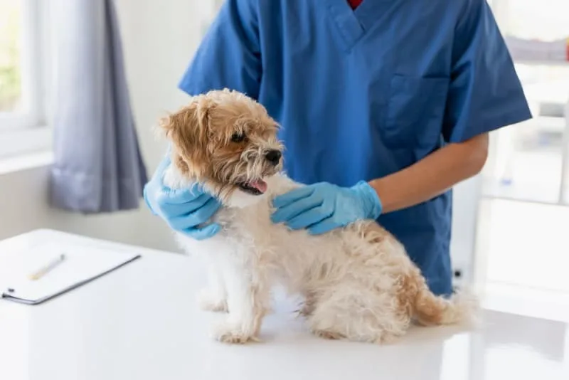 Making the Most of Your Pet's Routine Exam: What to Ask Your Vet