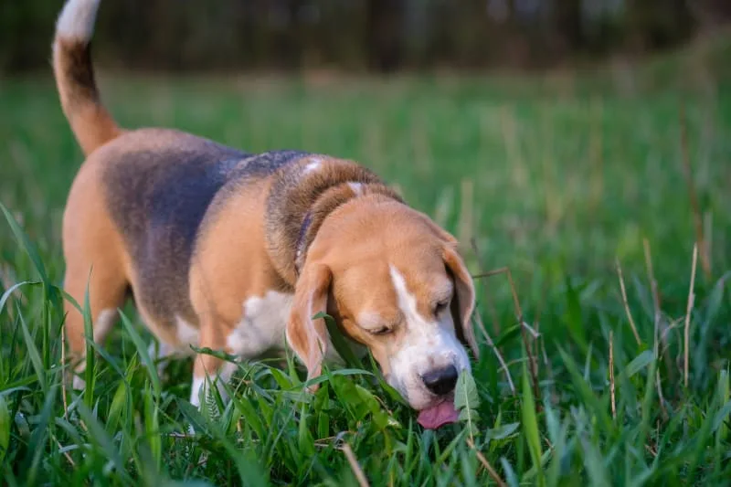 Dogs Eating Grass: Why Do They Do It & Is It Safe?