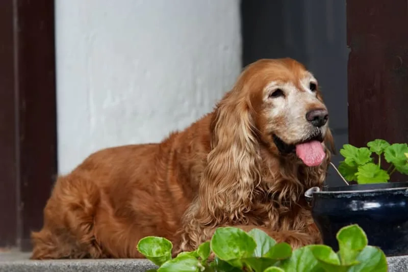 Weight Loss In Older Dogs: When To Worry