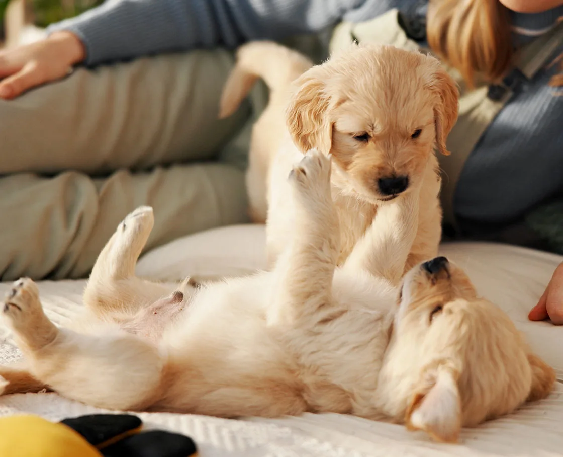 Two Labrador puppies playing on a bed in front of their female owner