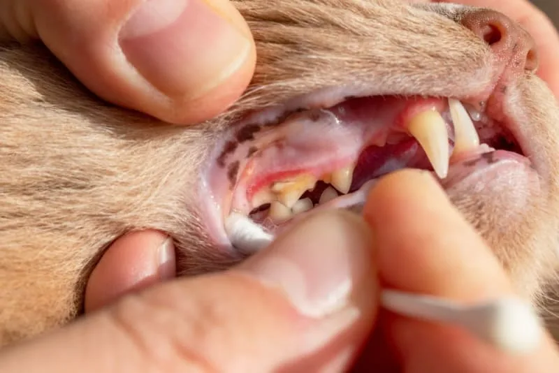 Gingivitis in Cats: Causes, Symptoms & Treatment