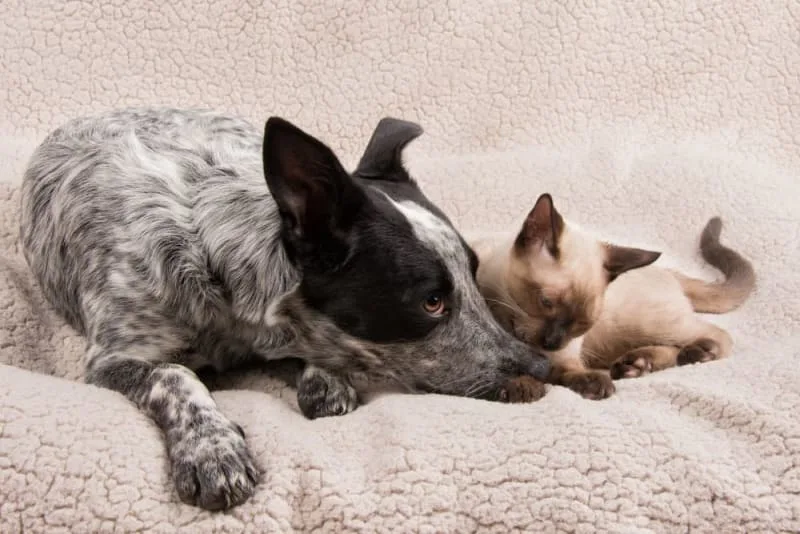 Veterinary Laboratory: ECG For Pets