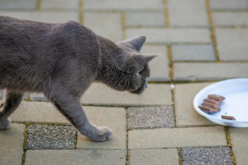 Can Cats Eat Chocolate?