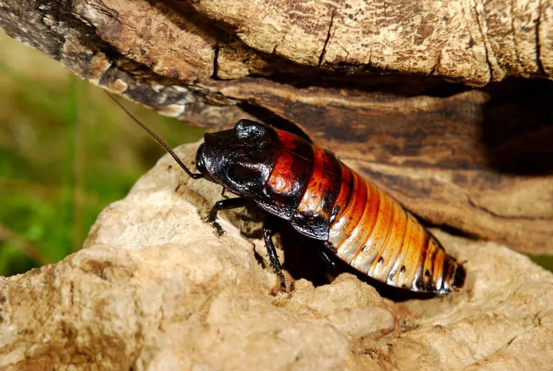 Madagascar Hissing Cockroach Care