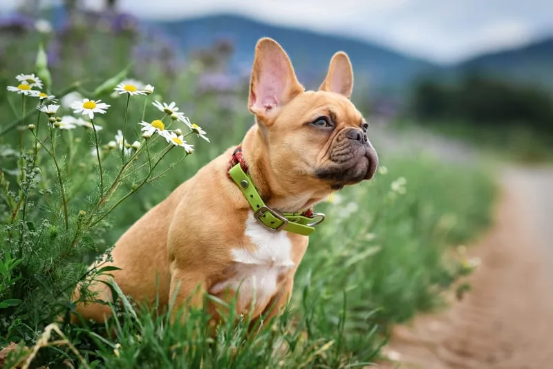 What happens if a dog eats gum? Should I be worried?