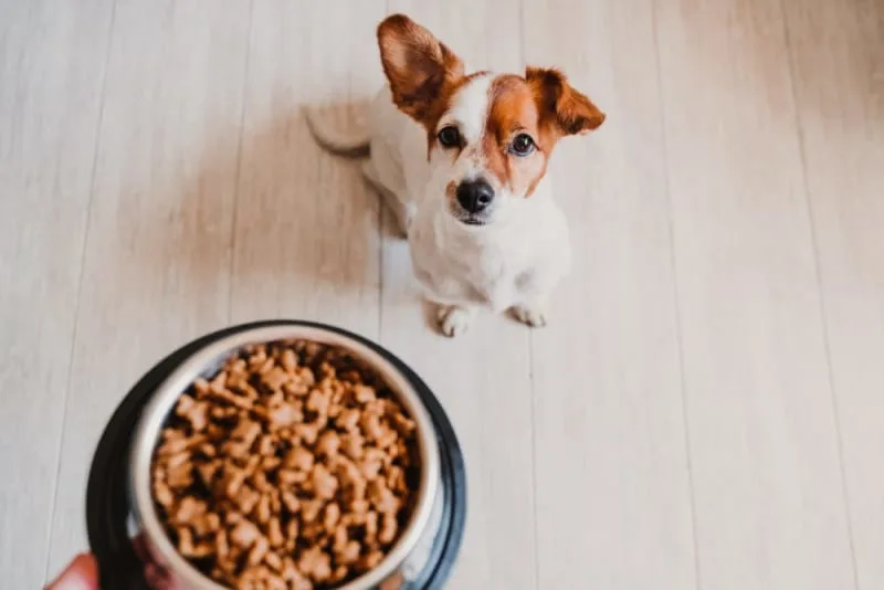 How to Choose Dog Food: What is the Best Food for Dogs?