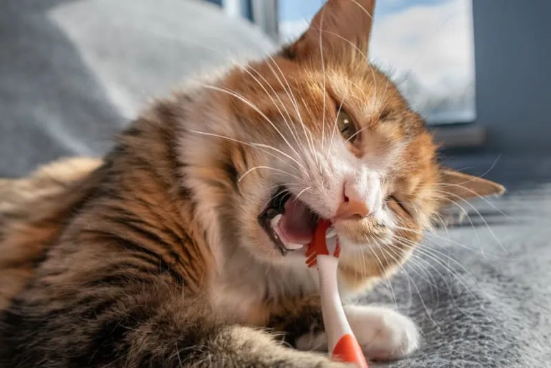 Routine Dental Care Checklist for Pets