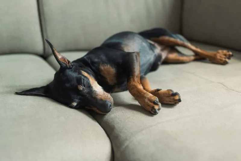 Vomiting in Dogs