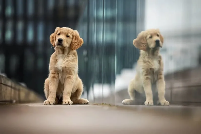 10 Reasons to Adopt a Shelter Dog