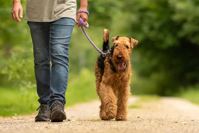 Tips on How To Be a Responsible Pet Owner