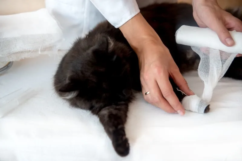 Wound Care For Cat Parents