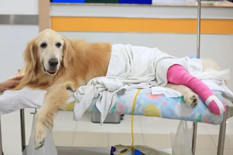 ACL in Dogs