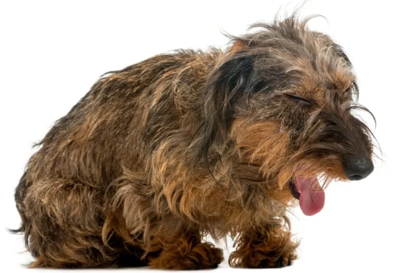 Canine Infectious Tracheobronchitis (Kennel Cough) In Dogs