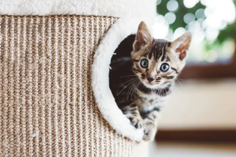 Kitten Age: How to Tell How Old a Kitten Is