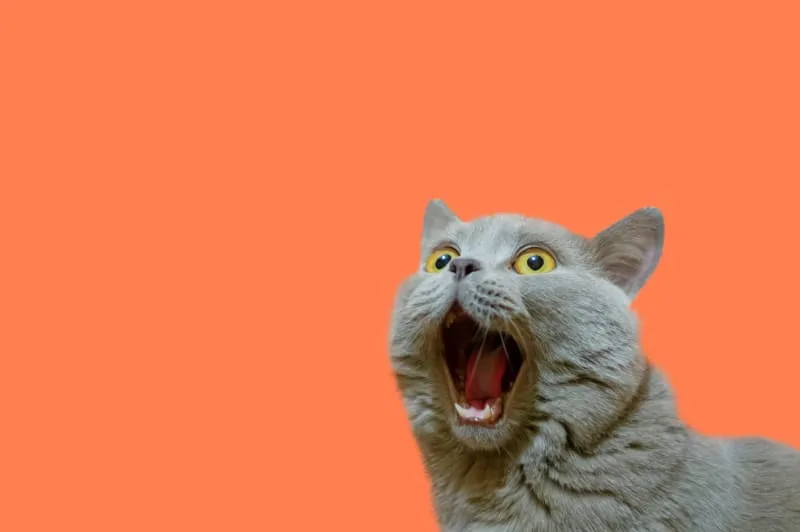 Cat hernia surgery: what to know
