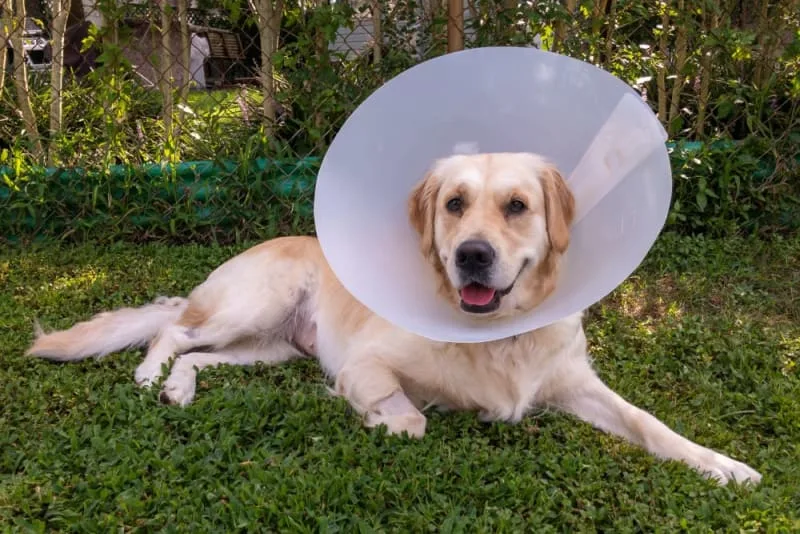 Dog Recovering From Surgery