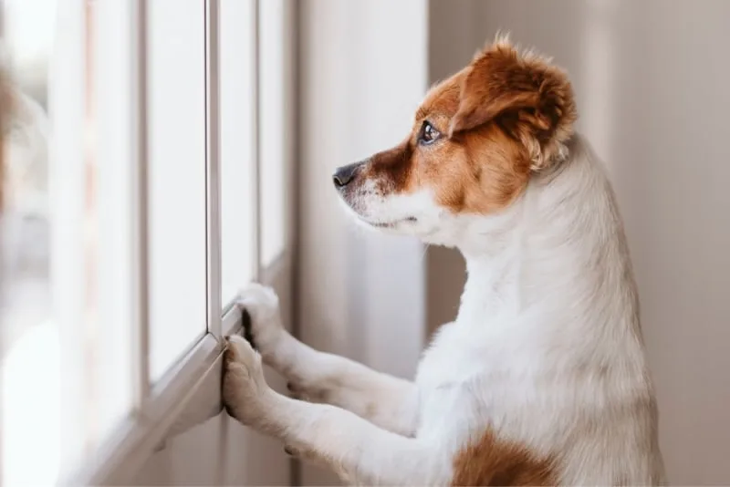 Where to Leave a Dog While on Vacation?