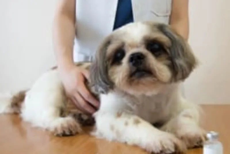 Can Dogs Get Rabies After Vaccination