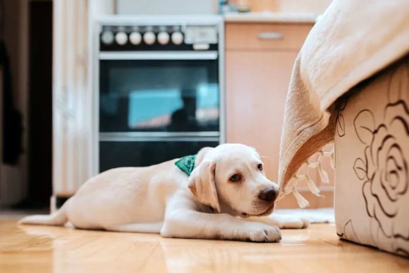 How to Stop a Puppy From Biting