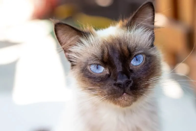 Tooth Resorption in Cats