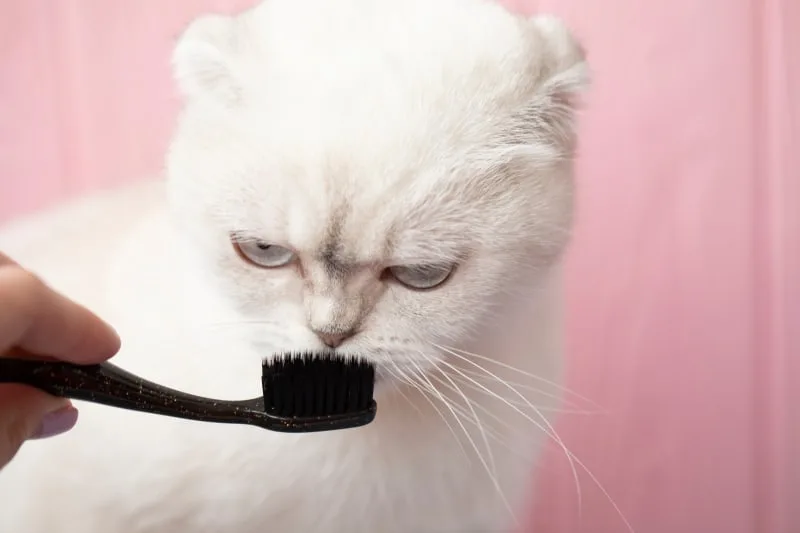 How To Help A Cat With Gingivitis