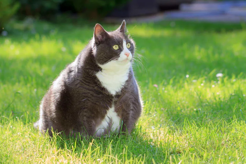 Signs That Your Cat is Overweight