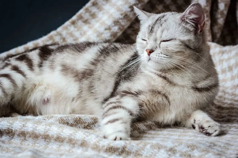 How to Tell If My Cat is Pregnant?
