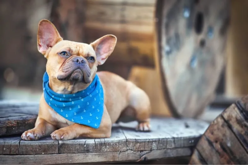 Dog Dandruff: Causes & Treatment