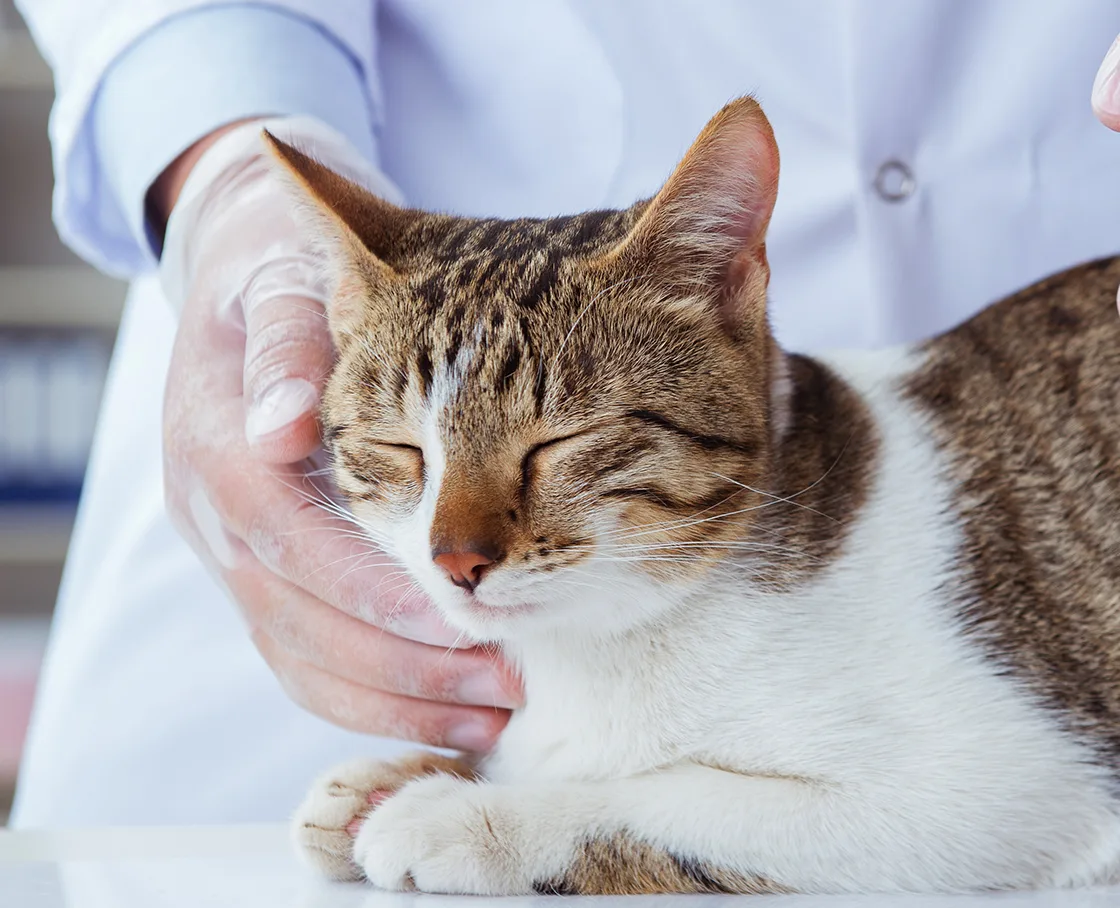 cat with eyes closed on veterinary exam table