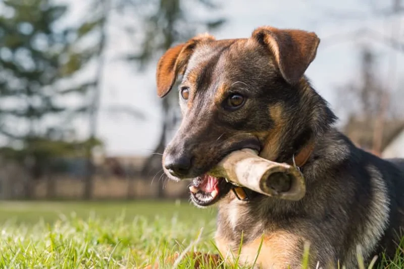 Can Dogs Eat Bones?