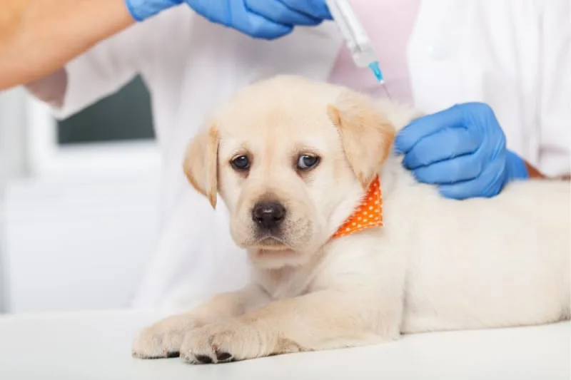 Parvovirus in Dogs