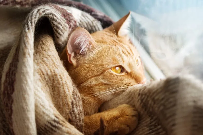 Cat Breathing Fast - Is It A Cause For Concern?